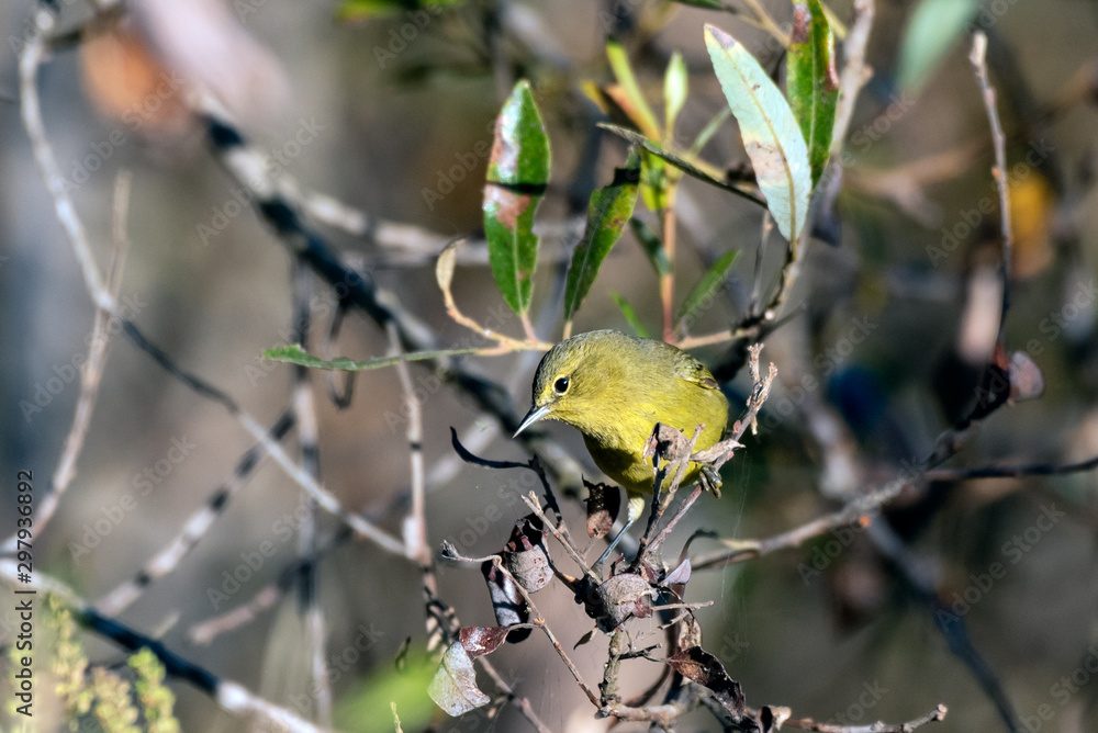 Busy Orange Crowned Warbler searches and rummages through the tree leaves looking for bugs to eat. Busy Orange Crowned Warbler searches and rummages through the tree leaves looking for bugs to eat.