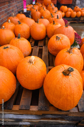 Many pumpkins for sale for Halloween. Background for celebration. Vertical frame.