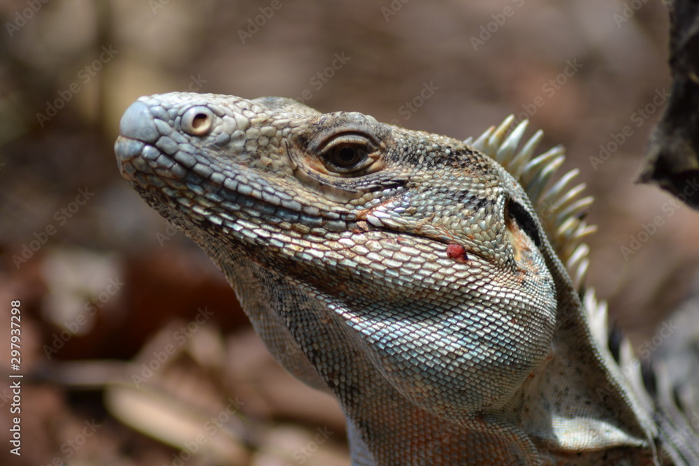 Fototapeta premium iguane