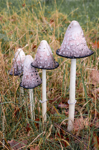 Wall Mural Beautiful lawyers's wig mushrooms, in Latin Coprinus comatus in the grass, pictu