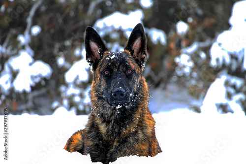 Snow Dog photo