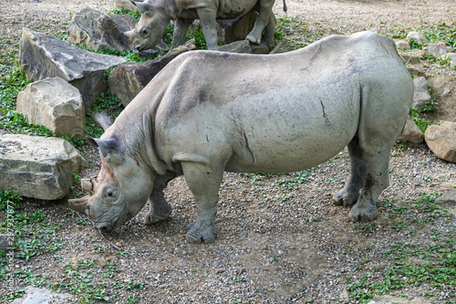 EASTERN BLACK RHINOCEROS DICEROS BICORNIS MICHAELI photo