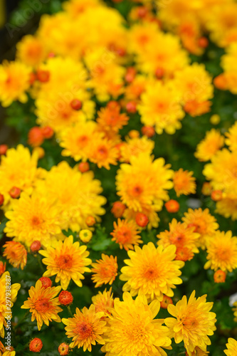 Flowers are yellow and with green flat lay, background for design. vertical photo