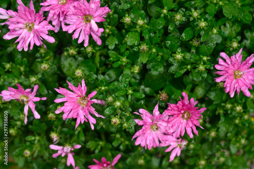 Flowers shot from above  texture for design background  horizontal photo