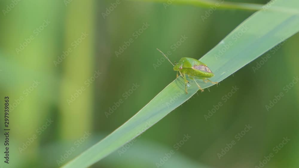 Green stink bug (Rhynchocoris humeralis Thunberg) on green leaf. Green stink bug (Rhynchocoris humeralis Thunberg) on green leaf.
