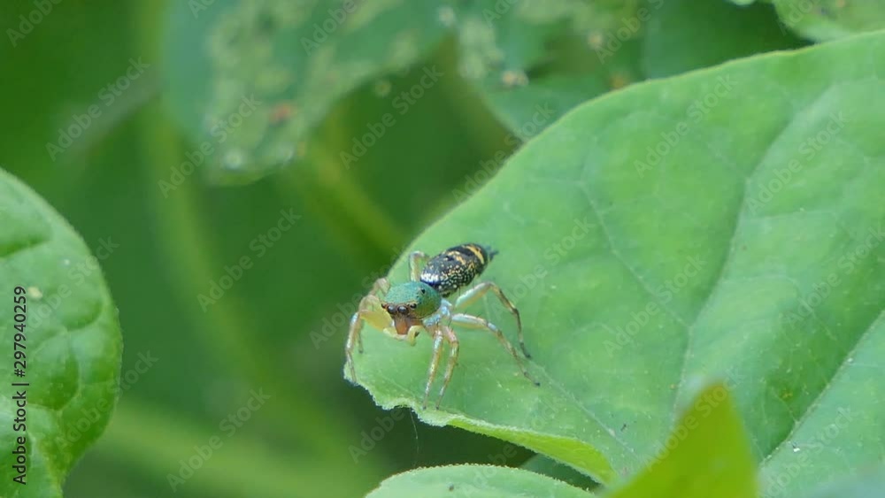 Jumping spider on leaf in tropical rain forest. Jumping spider on leaf in tropical rain forest.