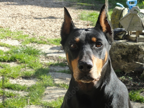 portrait d'un chien doberman