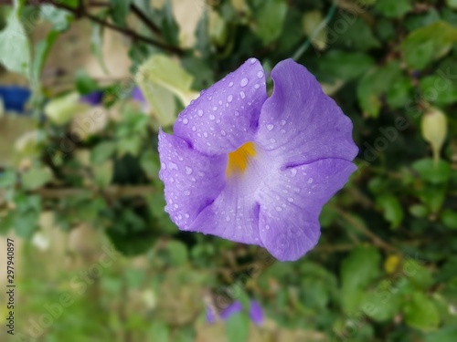 fleur violette