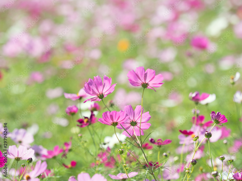 コスモス畑