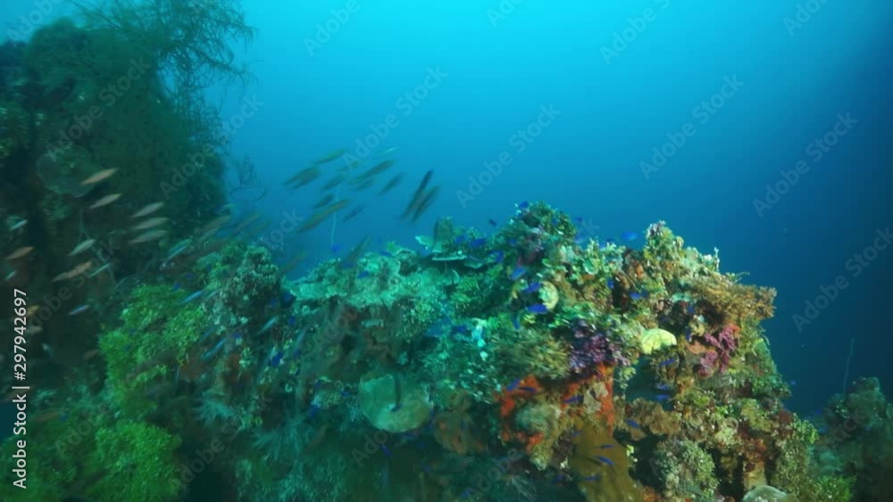 School of fish on sunken ship wreck on underwater submarine world of ships from World War II as result of military battles on Truk Islands. Concept of diving in historic underwater sunken wreck. School of fish on sunken ship wreck on underwater submarine world of ships from World War II as result of military battles on Truk Islands. Concept of diving in historic underwater sunken wreck.