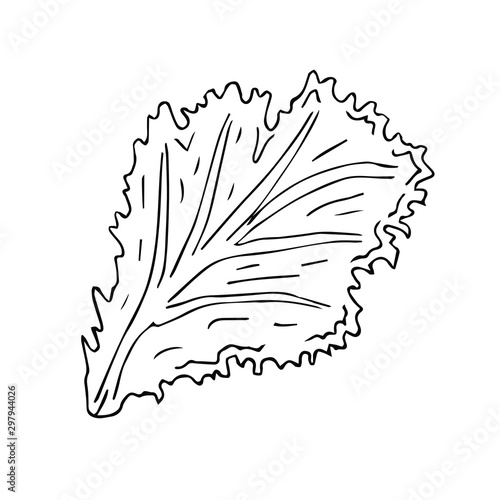 Vector hand drawn sketch doodle outline salad leaf isolated on white background