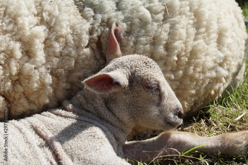 Lamm in der Sonne photo