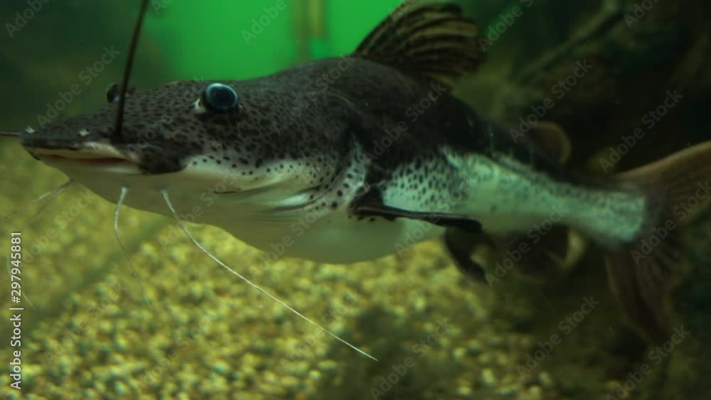 Channel Catfish in the aquarium. Channel Catfish in the aquarium.