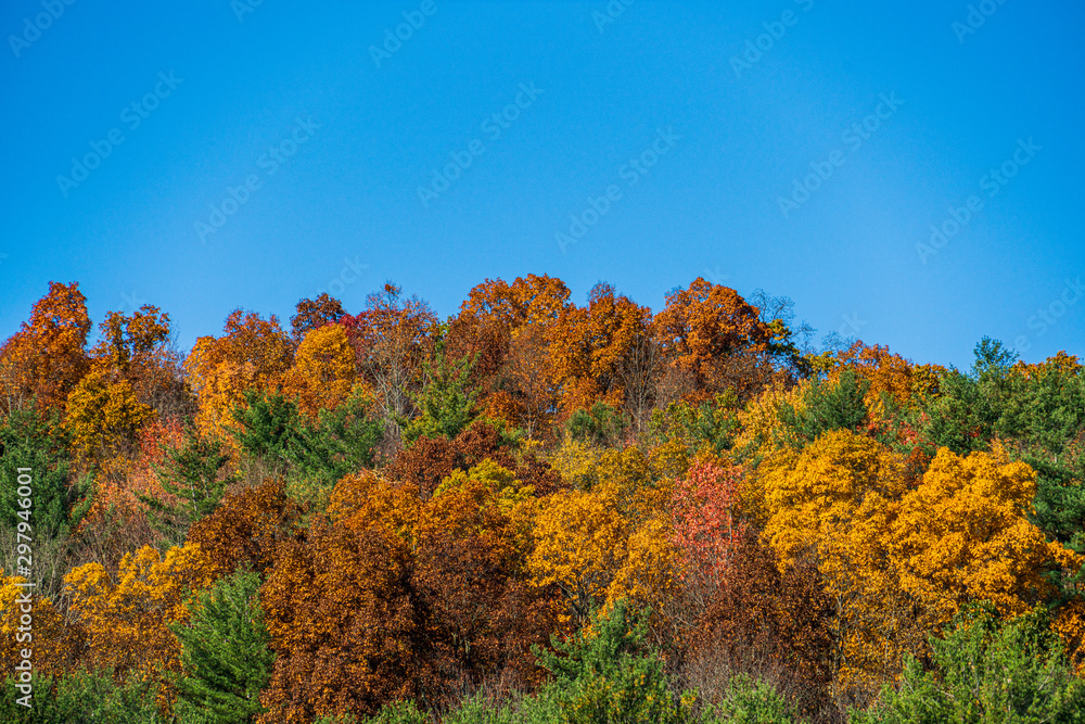 Trees in Autumn Trees in Autumn