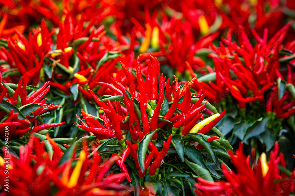 Red hot chili peppers growing naturally in garden Red hot chili peppers growing naturally in garden