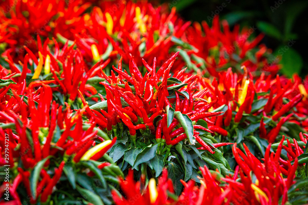 Red hot chili peppers growing naturally in garden Red hot chili peppers growing naturally in garden