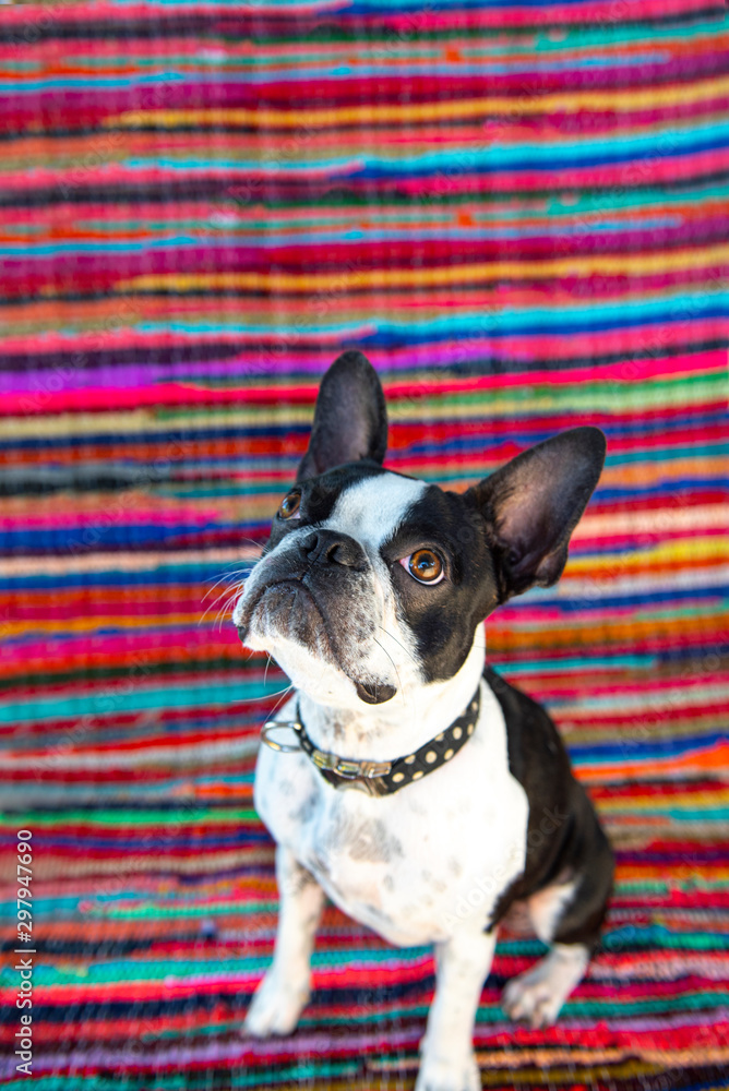 Boston Terrier looking up against bright striped background