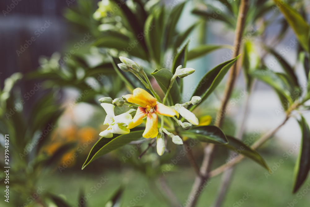 native Australian frangipani Hymenosporum plant with yellow and white flowers native Australian frangipani Hymenosporum plant with yellow and white flowers