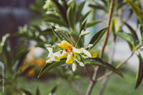 native Australian frangipani Hymenosporum plant with yellow and white flowers