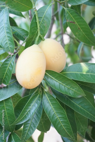 Mayongchid fruit on tree