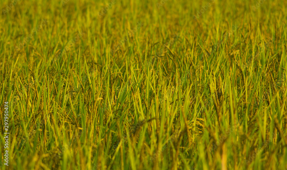 close up rice field in the agricultural garden Thailand