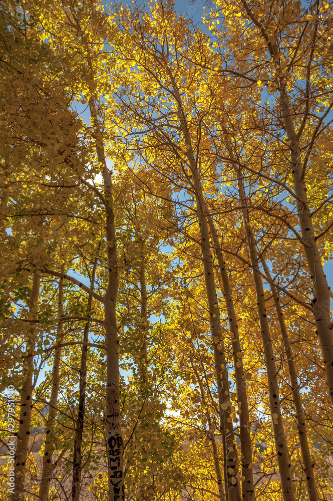 Aspens Aspens