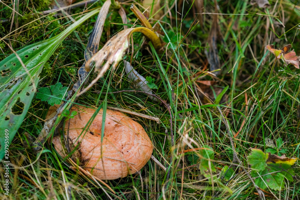 Mushroom saffron in the forest in the mountains of Catalonia, Spain on natural background. Boletus in natural environment. Saffron milk cap, red pine mushroom. Search for edible mushrooms. Mushroom saffron in the forest in the mountains of Catalonia, Spain on natural background. Boletus in natural environment. Saffron milk cap, red pine mushroom. Search for edible mushrooms.