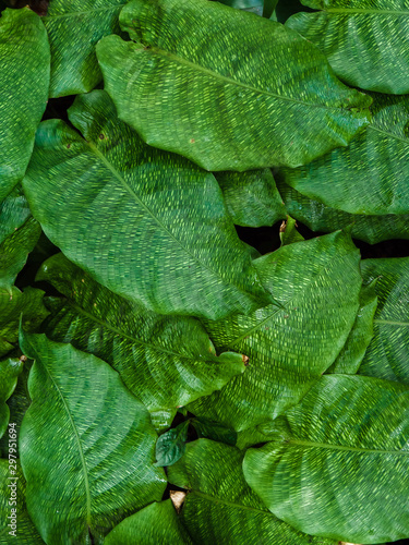 Calathea Musaica photo