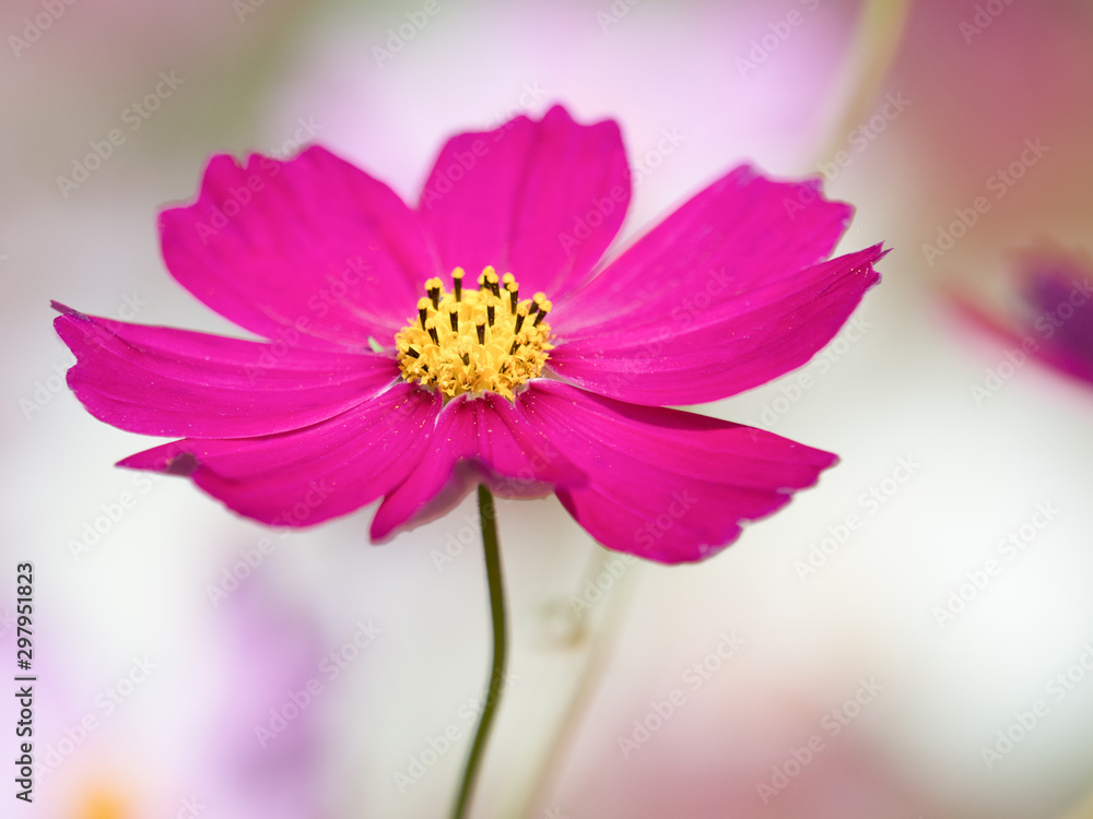 Fototapeta premium コスモスの花