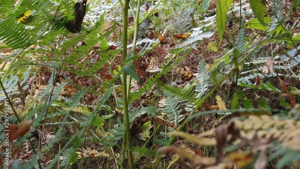 Fern plant in the forest