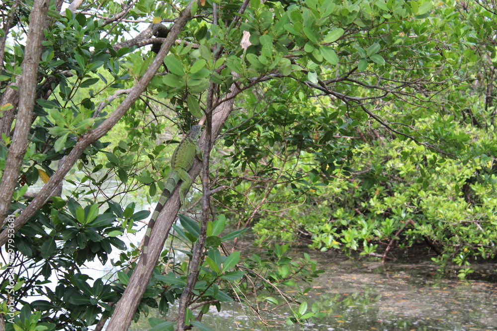 green iguana in Miami Beach