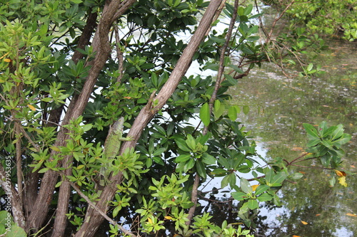 green iguana in Miami Beach