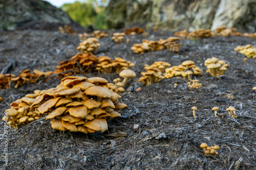 Ground level wide shot of clusters of Jack O' Lantern mushrooms (omphalotus illudens). Jack O' Lantern mushrooms are inedible due to their toxicity to humans. 
