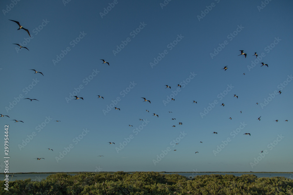 Birds Island Birds Island