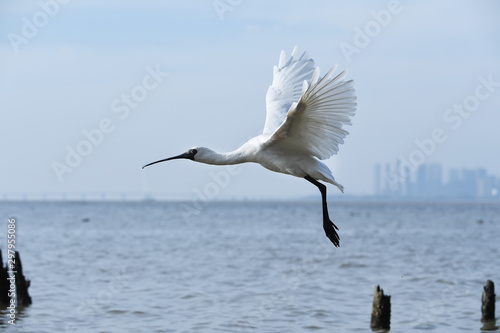 Tableau sur toile Black-faced Spoonbill at waterland in shenzhen,china.