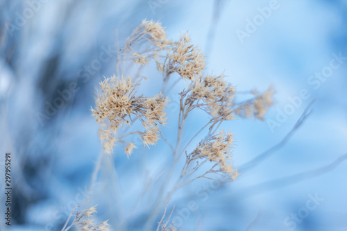 Natural winter background in blue for design  selective focus