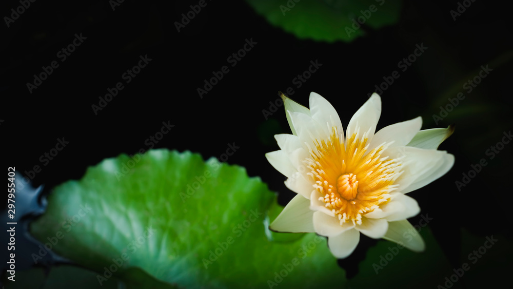 White lotus with yellow stamens on a black background White lotus with yellow stamens on a black background