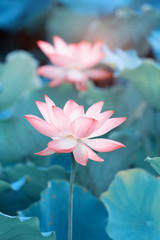 Keuken achterwand Turquoise Roze lotusbloem in vijver  © xiaoliangge