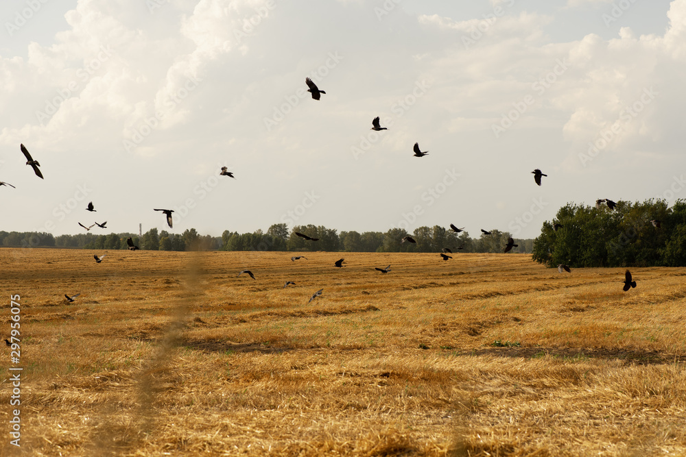 a flock of crows flies over the autumn field. Halloween background concept a flock of crows flies over the autumn field. Halloween background concept