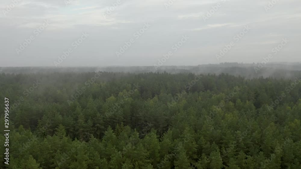Slow drone flight over a foggy forest Slow drone flight over a foggy forest