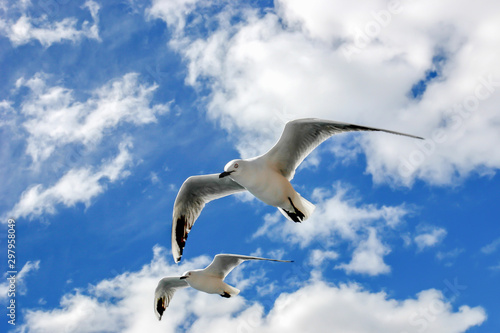 seagulls blue sky © Wilson