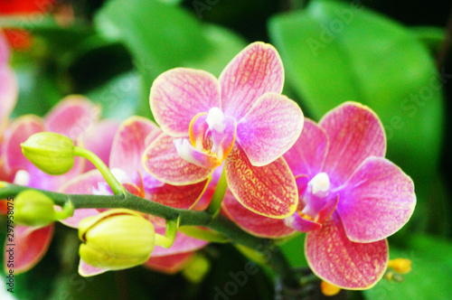The butterfly orchid