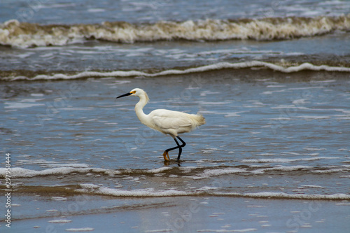 Gar  a na praia