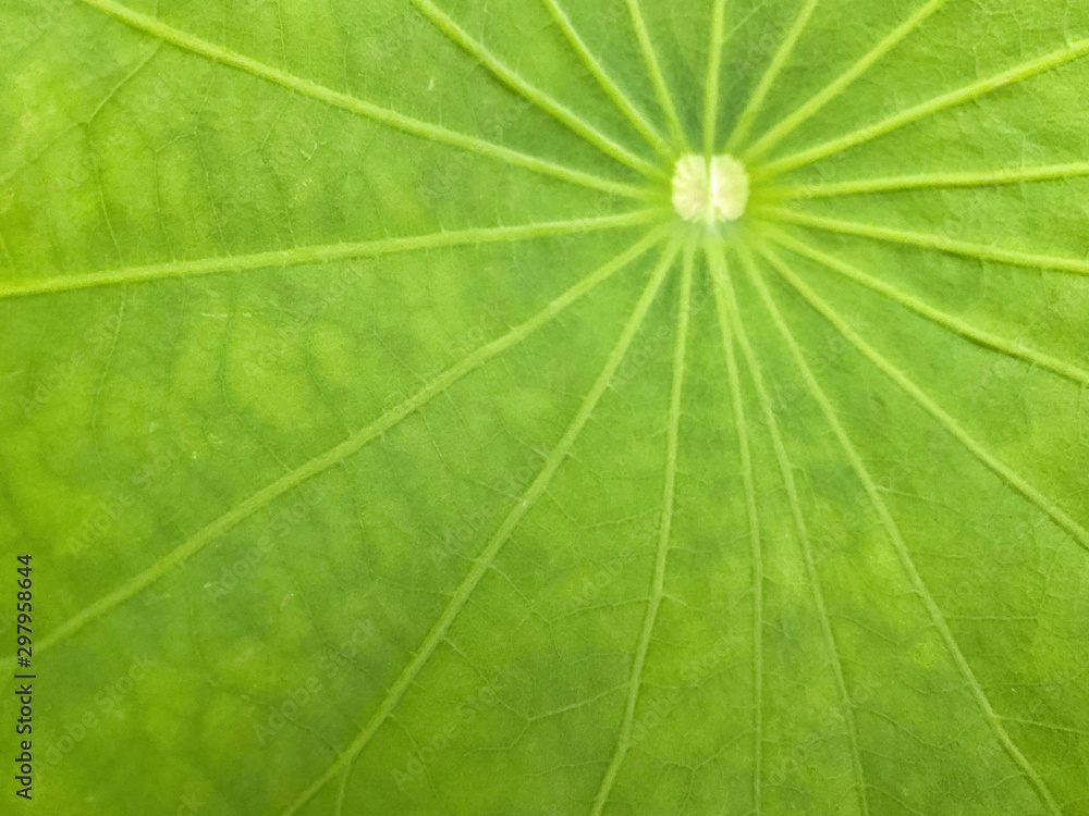 close up texture of green leaf lotus with day light close up texture of green leaf lotus with day light