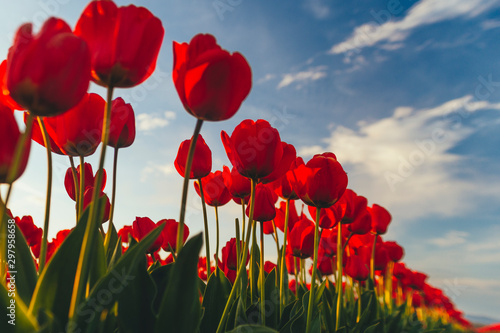 Foto Tulips