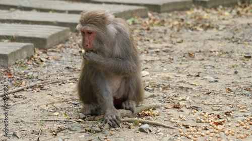 Wild formosan rock macaque (Macaca cyclopis) or Taiwanese macaque eating. Shot in 4K photo