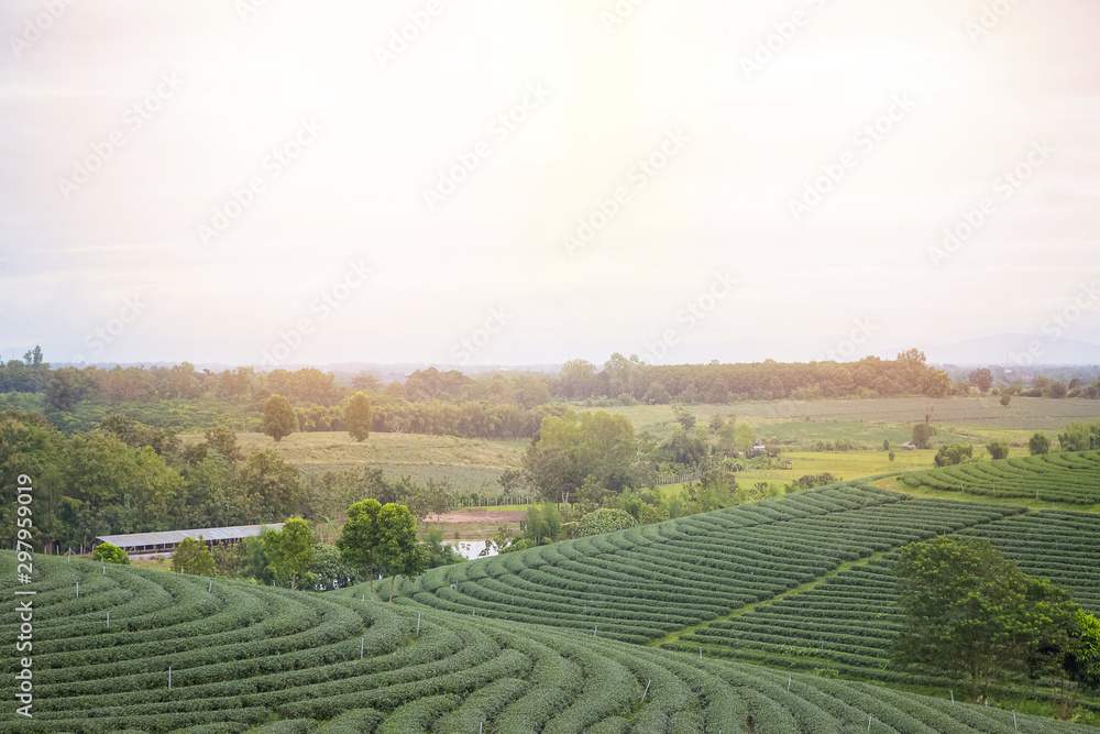 Organic tea plantation