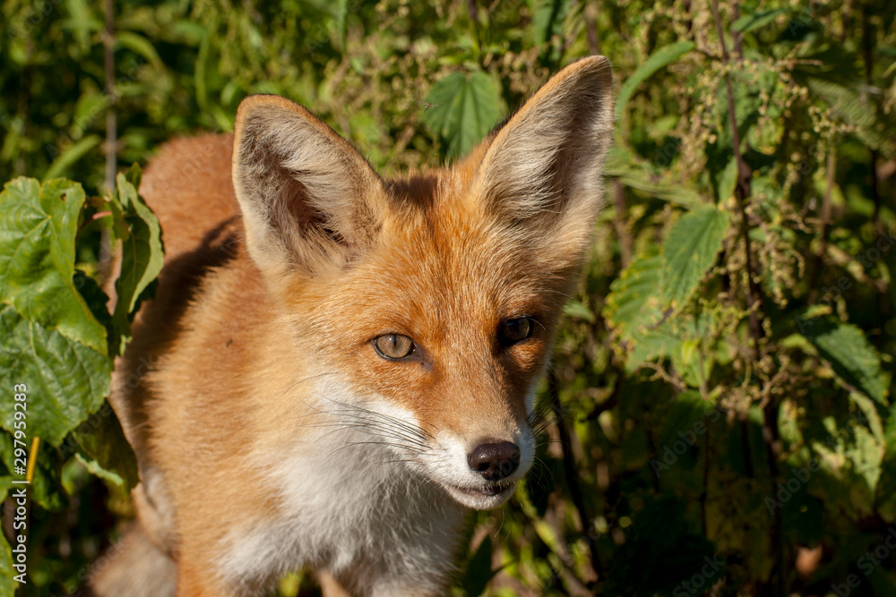 red fox vulpes vulpes red fox vulpes vulpes