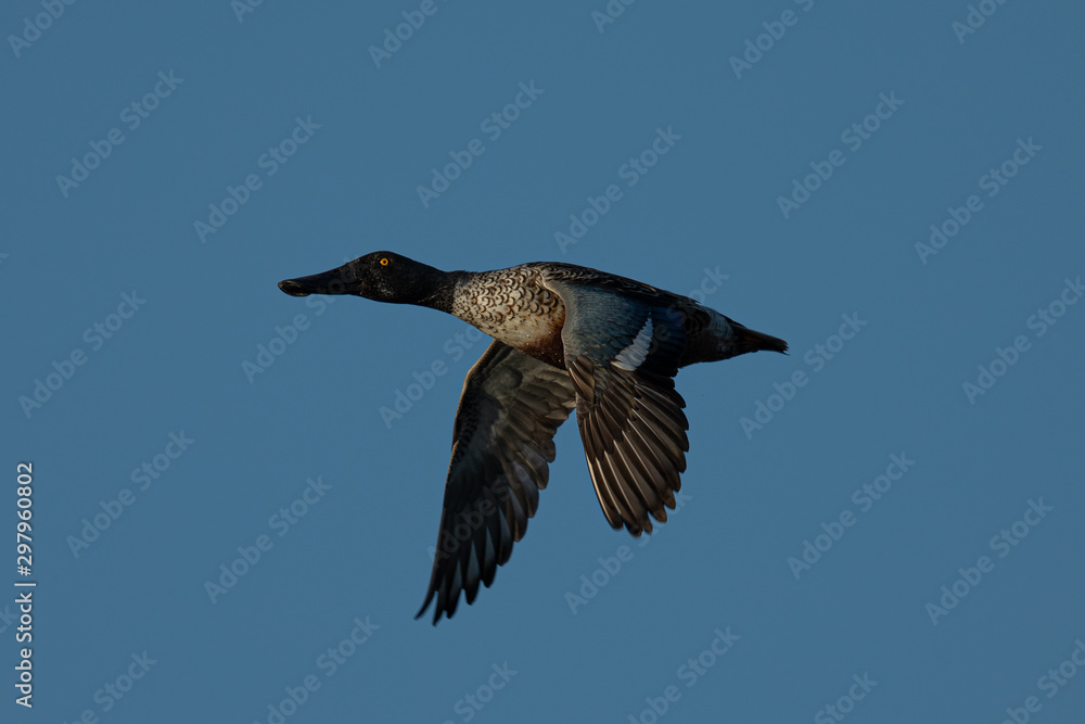 Male Northern shoveler, flying in beautiful light in North California Male Northern shoveler, flying in beautiful light in North California