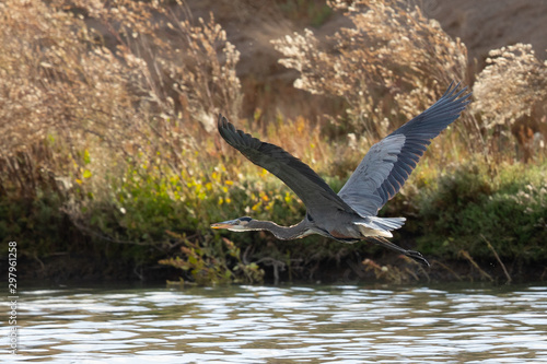 Great blue heron flying in the wild in North California 